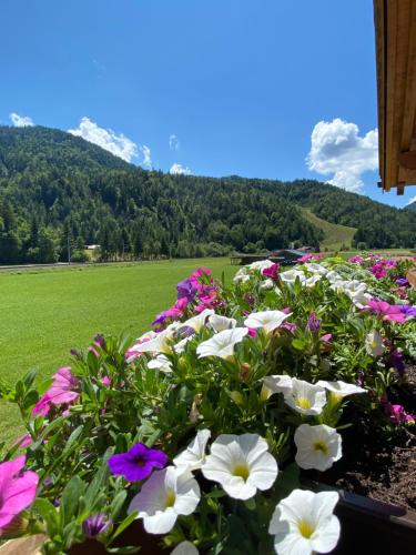 a flower bed with flowers in a field at Landhaus Mair in Scharnitz