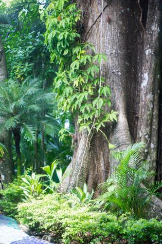 a tree with vines growing on the side of it at Oceanfront Hotel Verde Mar direct access to the beach in Manuel Antonio
