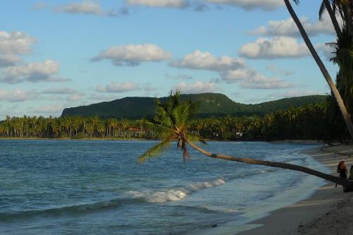 a palm tree on a beach with the ocean at Apart-Hotel Garden Villa in Las Galeras