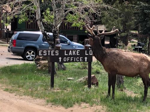 un ciervo parado junto a una señal en una carretera en Estes Lake Lodge, en Estes Park