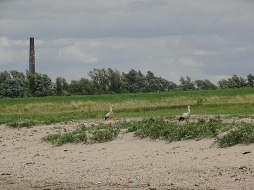two birds standing in the grass in a field at Roer, huisje aan de Maas in Maren-Kessel
