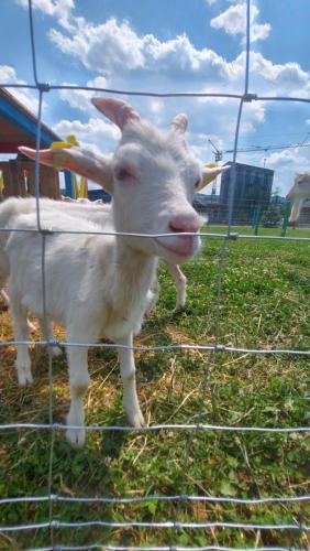 a white goat standing behind a wire fence at Nestville Apartments in Hniezdne