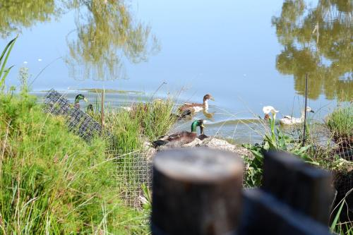 a group of ducks in the water near a fence at Kuruma Farm Cottages in Worcester