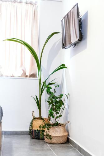 a plant sitting on a floor next to a tv at Unique Experience Apartment’s in Thessaloniki