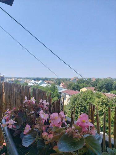 a bunch of pink flowers in a pot on a balcony at Sunshine apartment in Pančevo