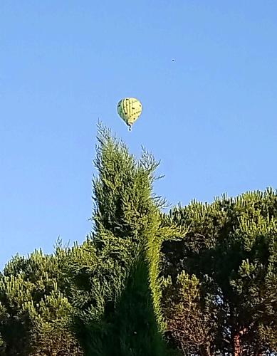 a kite flying in the sky above a tree at Fleurs de Cosmos in Albi
