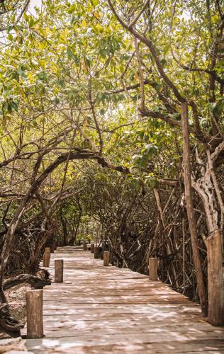 a wooden path through a forest with trees at Uman Glamping & Cenote Tulum in Tulum