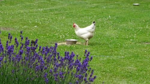 a chicken standing in a field with purple flowers at Apartment ARDA in Spijk