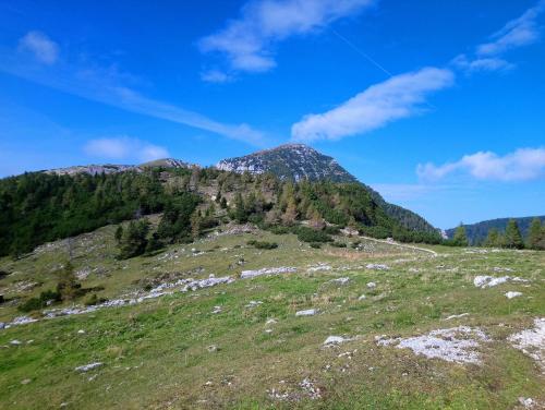 a mountain with trees on a grassy hill at Ferienwohnungen Gerti in Klopein am Klopeiner See