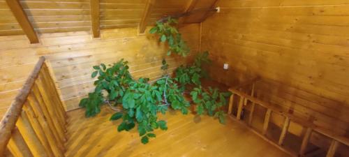 a group of plants in a room with a wall at Casuta Veveritelor - Casuta in Copac in Moisei