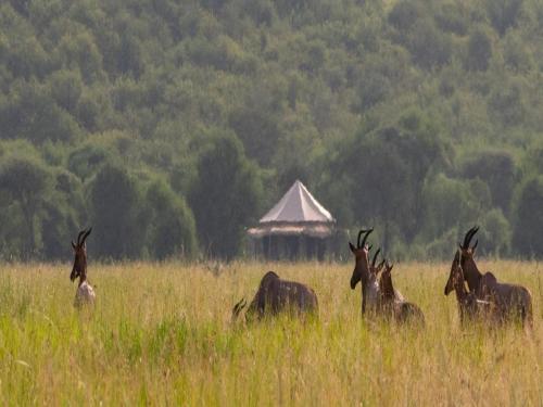 Gallery image of Serengeti Sound of Silence in Serengeti National Park