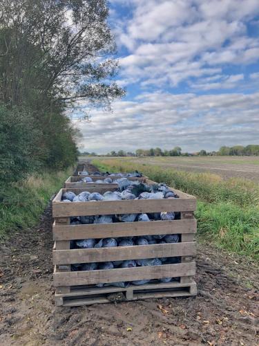 a bunch of animals in a wooden box in a field at B and Be Happy Friesland in Lioessens