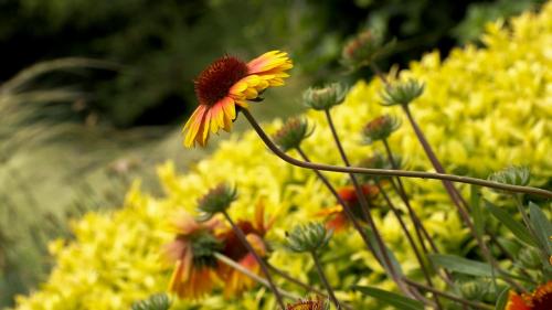 a yellow flower in a field of yellow flowers at Savaneti Eco Hotel in Tʼelavi