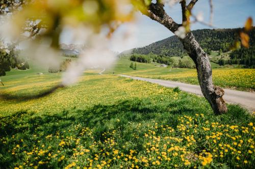 a field of yellow flowers next to a road at Alice in Castello Tesino