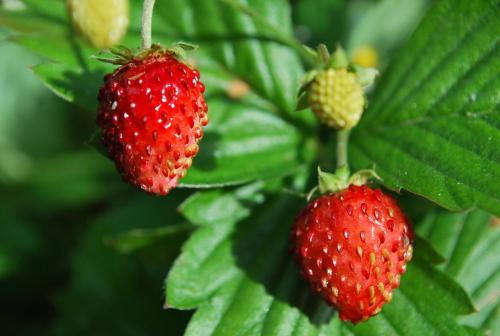 two strawberries hanging on a plant with green leaves at Landhaus Notburga in Gries im Sellrain