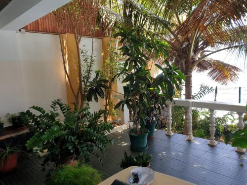 Cactus Guest Houseにある庭
