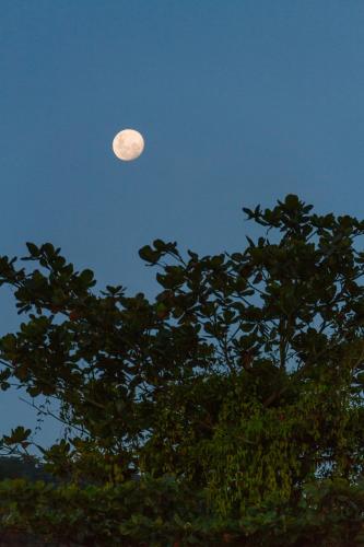 a moon in a blue sky behind a tree at Greensoul Hospedagem in Ubatuba