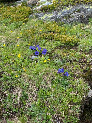 a field with blue flowers in the grass at Privatzimmer / bed & breakfast in Andermatt