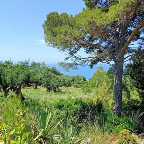 a tree in a field with grass and trees at Tarohouse Marina di Camerota in Marina di Camerota