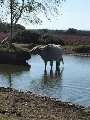 a cow standing in a body of water at Little Banks Cabin in Ringwood