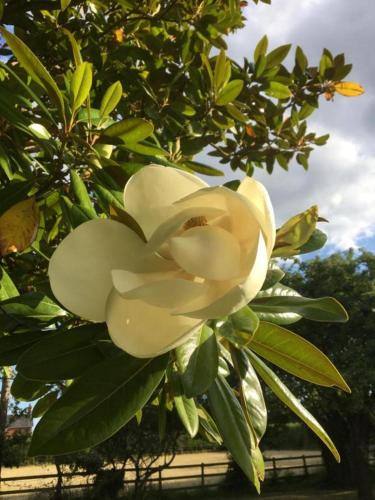 a white flower on a tree with leaves at Little Banks Cabin in Ringwood