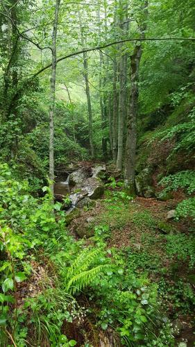 a forest with a stream in the middle of a trail at Hotel del Lago Ampollino in Torre Caprara