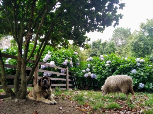 a dog sitting next to a sheep in a field at Villa Anselma, casa compartida in Pontevedra