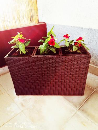 two plants in a basket sitting on the floor at Studio apartment Meli in Ogulin