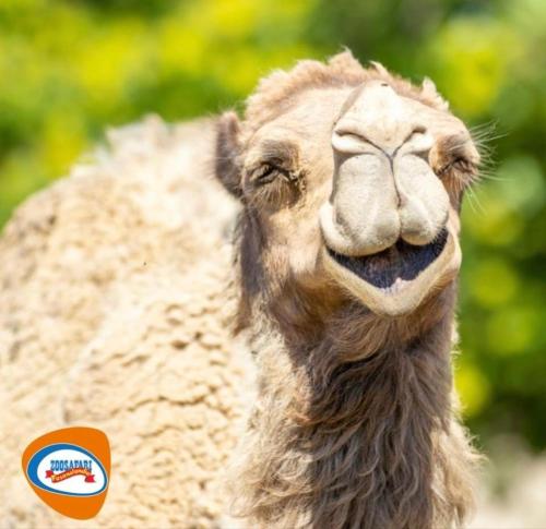 a close up of a camel with a smiling face at Palazzo Savoia 1856 in Fasano