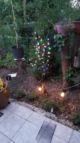a small christmas tree in a garden with lights at 2 Raum Wohnung in Krefeld