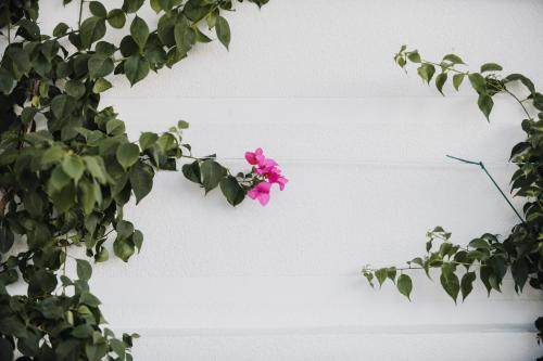 a pink flower on the side of a white wall at Lot Boutique Hotel by Hotels and Preference in Tirana