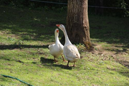 two white birds standing in the grass near a tree at Ferienhaus Kleissner in Nestelberg