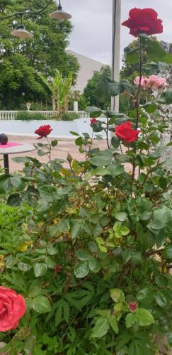 un grupo de rosas rojas en un jardín en GRAZZANO ANTICA STAZIONE, en Grazzano Visconti