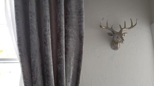 a deer head on the wall next to a curtain at Newburgh Guesthouse in Torquay