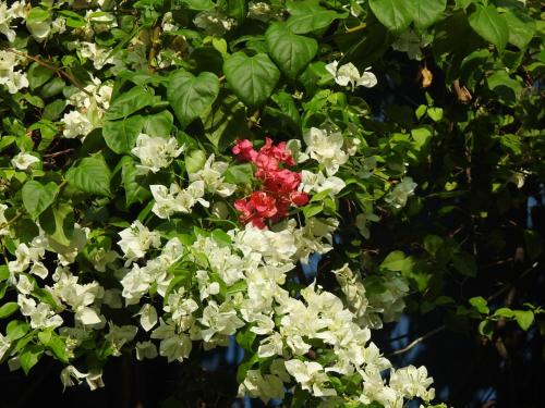 a cluster of white and red flowers on a tree at The Coral Tree Boutique Homestay in Agra
