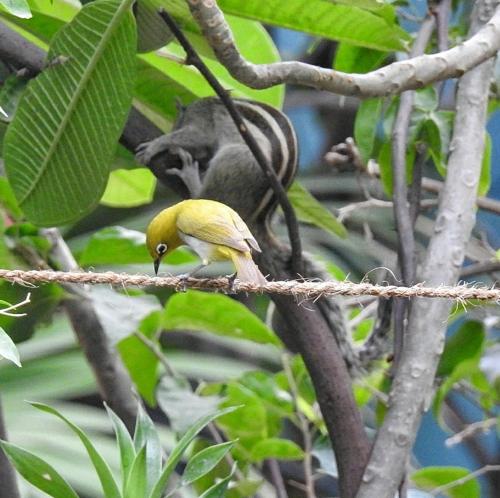 a yellow bird standing on a tree branch at The Coral Tree Boutique Homestay in Agra