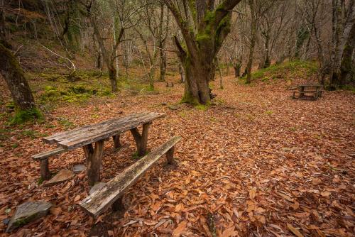 a wooden bench sitting in the middle of a forest at A Casoa II in Santa Eulalia de Oscos