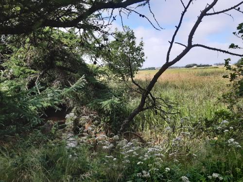 a field of grass with a tree and a creek at Rejkjær Camping Hytter & Lejligheder in Ulfborg