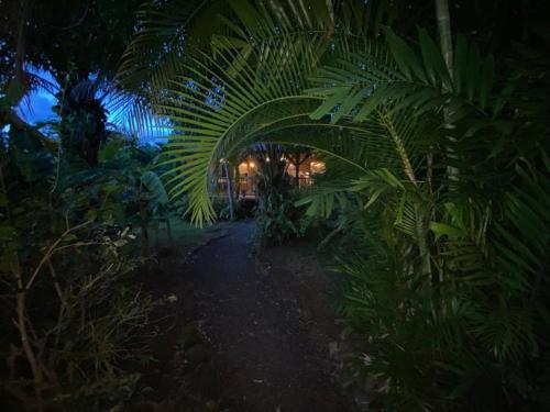 a garden with a bunch of green plants at night at Rêve Et Alizé in Bouillante