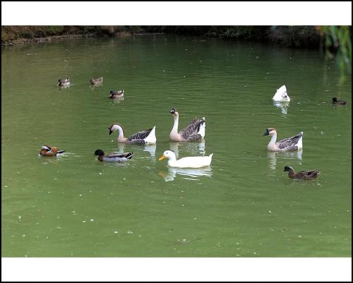 a group of ducks swimming in the water at Il Poggio degli Olivi in Bettona