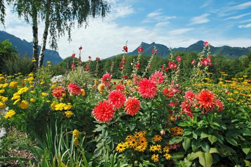 a field of flowers with mountains in the background at Gästehaus Koyerbauer Boardinghouse in Aschau im Chiemgau