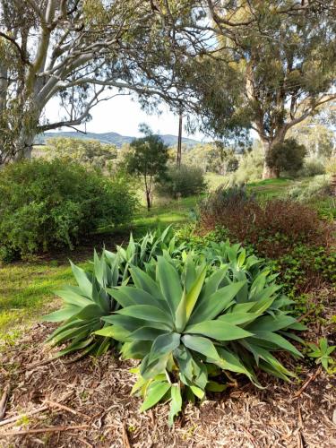 a bunch of plants in a garden at Archery Road Estate in Rowland Flat