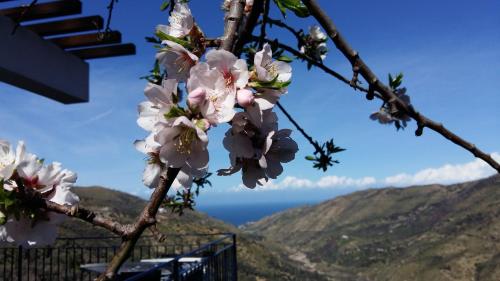 a branch of a cherry tree with a view of the ocean at Contrada Carmine in Reitano