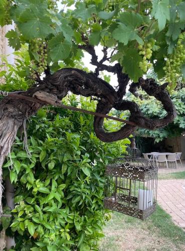 a bird cage sitting next to a tree at Chambres d'hôtes la Soulenque Luxury B & B in Capestang
