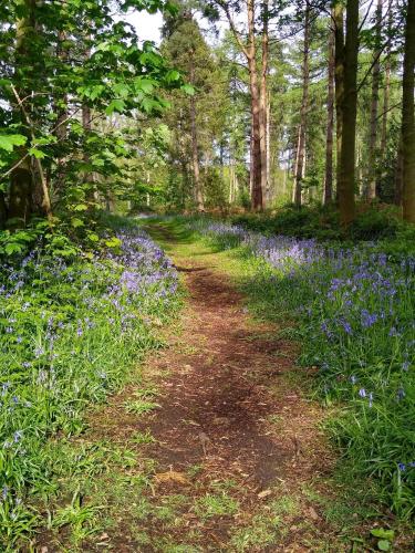 a path through a forest filled with blue flowers at Hollicarrs - Sunflower Lodge in York