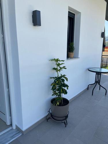 a plant in a pot in a room with a table at Pargas paradise in Parga