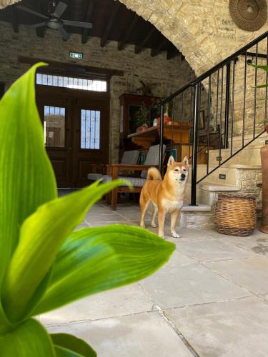 a dog standing on a patio in a house at Lazaros Stonehouse in Pano Lefkara