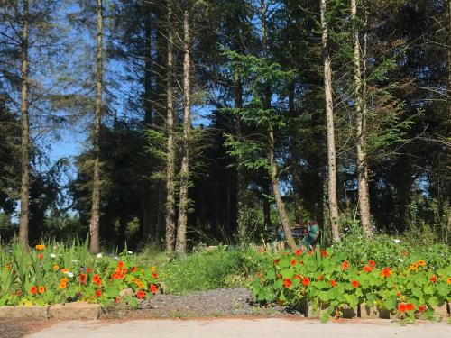 Κήπος έξω από το Pigeon Brae pet friendly accommodation Enniskillen