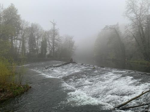 a river in the middle of a forest in the fog at Auf der Zschopau-Insel in Zschopau