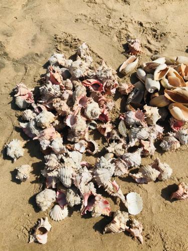 a bunch of shells on the sand on a beach at Mica Apartments in Sere Kunda